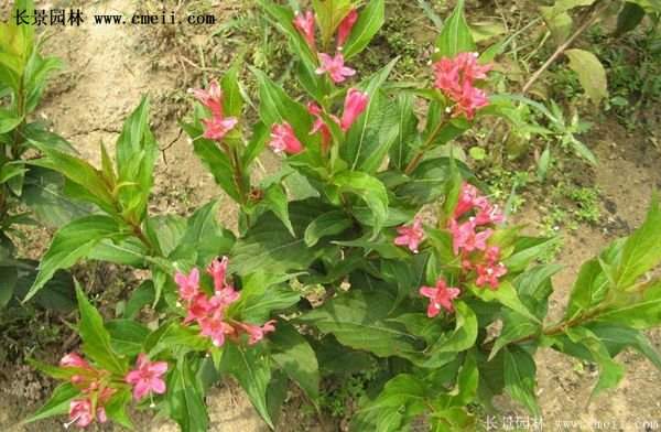 紅王子錦帶花 紅王子錦帶花