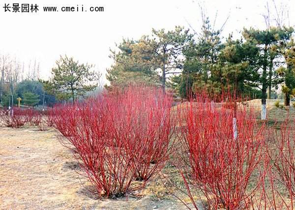 紅瑞木綠化 紅瑞木綠化