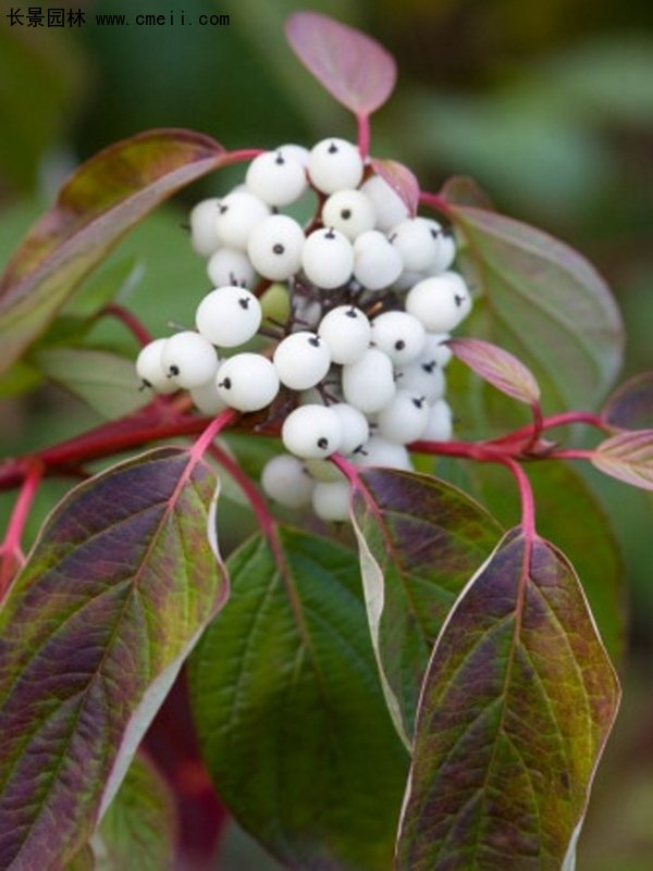 紅瑞木綠化 紅瑞木綠化