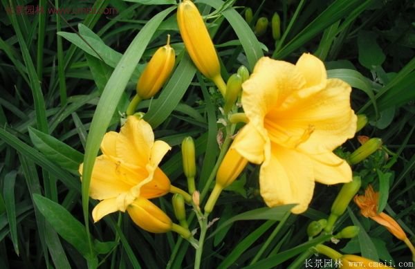 耐熱耐寒，花期超長的金娃娃萱草