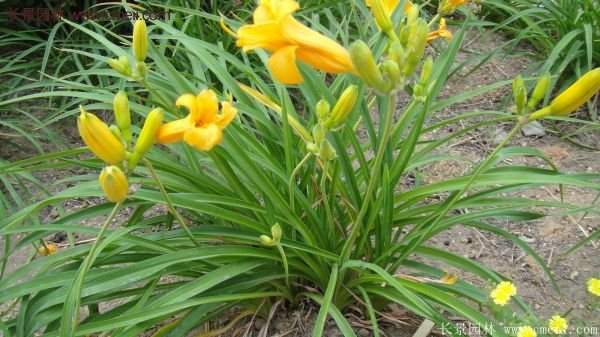 金娃娃萱草多少錢一棵?