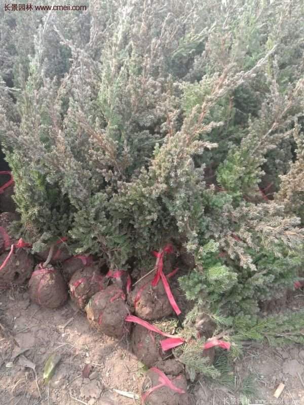 2016沭陽地柏價格 2016沭陽地柏價格