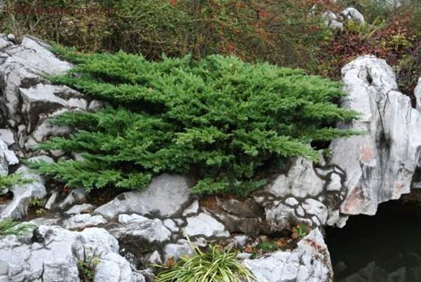 沭陽地柏的規(guī)格 沭陽地柏的規(guī)格