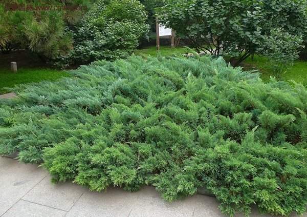 沭陽地柏 沭陽地柏