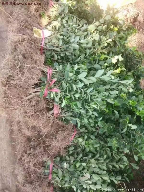 沭陽(yáng)衛(wèi)矛球 沭陽(yáng)衛(wèi)矛球