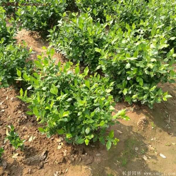 衛(wèi)矛產(chǎn)地 衛(wèi)矛產(chǎn)地