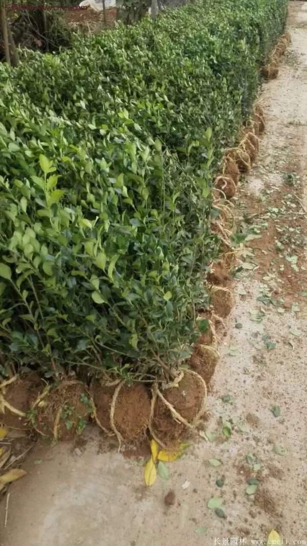 衛(wèi)矛產(chǎn)地 衛(wèi)矛產(chǎn)地