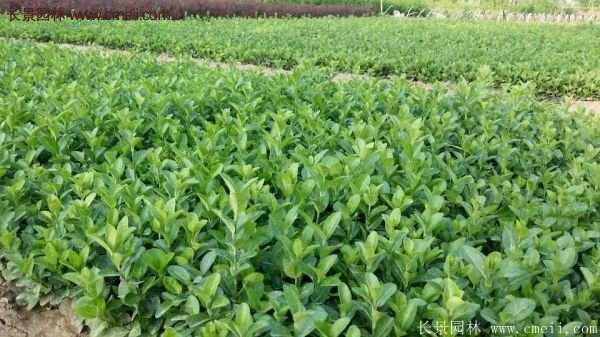 衛(wèi)矛產(chǎn)地 衛(wèi)矛產(chǎn)地