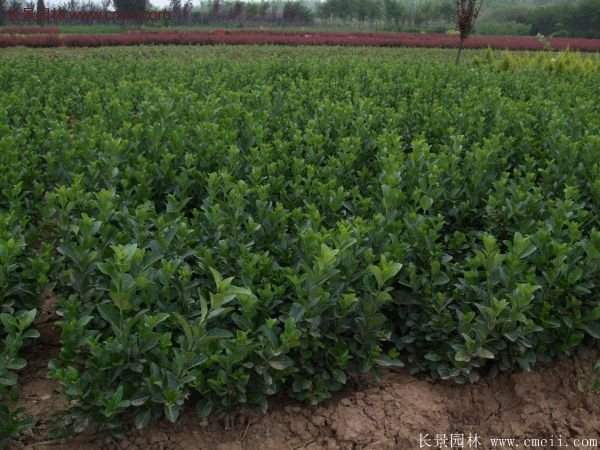 沭陽衛(wèi)矛 沭陽衛(wèi)矛