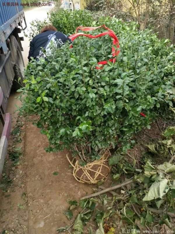 沭陽衛(wèi)矛 沭陽衛(wèi)矛