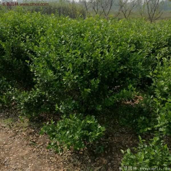 沭陽衛(wèi)矛 沭陽衛(wèi)矛