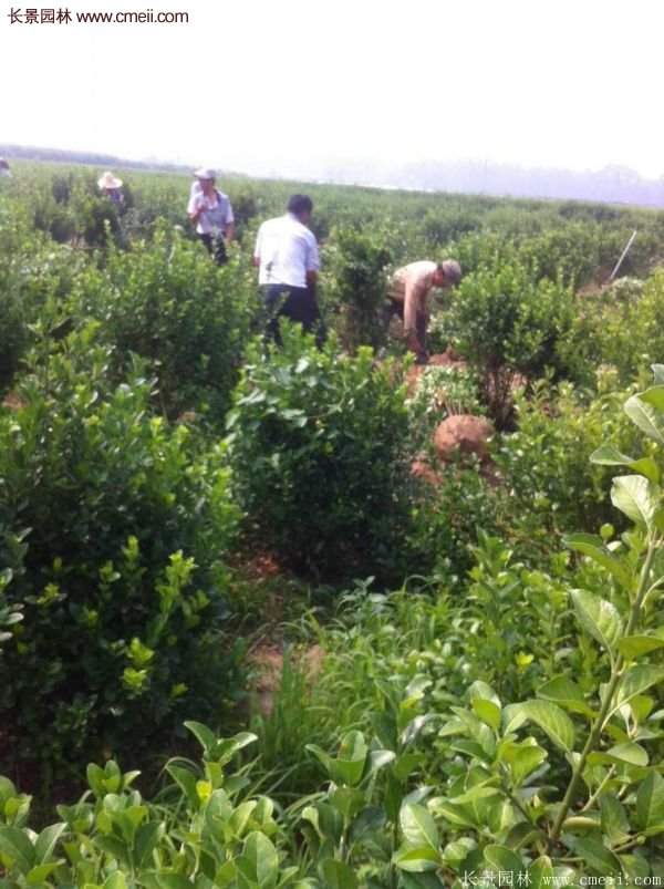 沭陽衛(wèi)矛 沭陽衛(wèi)矛