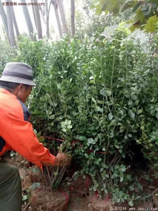 沭陽衛(wèi)矛 沭陽衛(wèi)矛