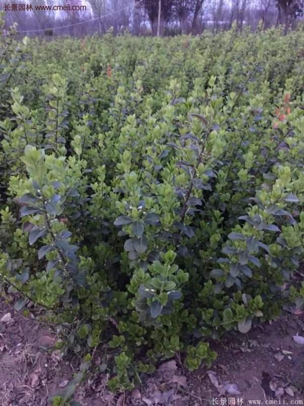 沭陽衛(wèi)矛 沭陽衛(wèi)矛