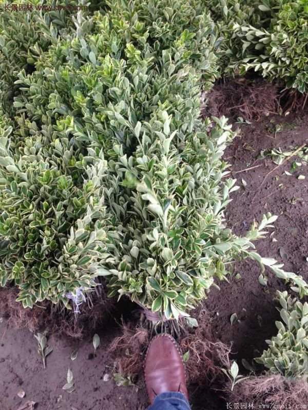 沭陽(yáng)金邊黃楊的價(jià)格