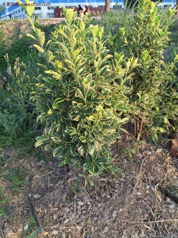 沭陽金邊黃楊價格 沭陽金邊黃楊價格