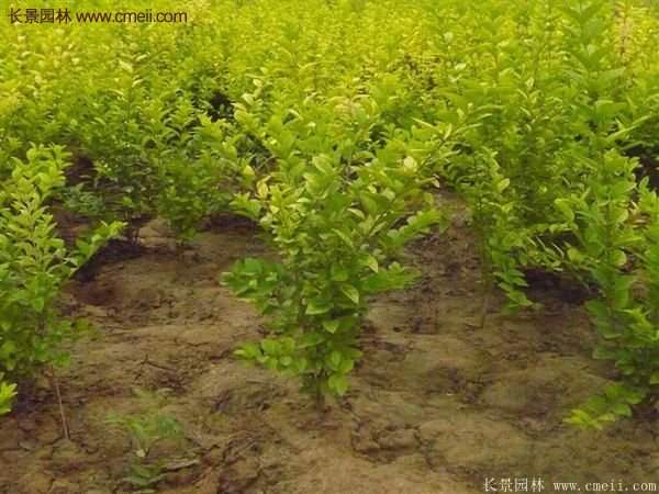 金葉女貞基地 金葉女貞基地