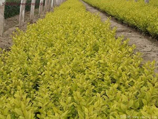 金葉女貞基地 金葉女貞基地