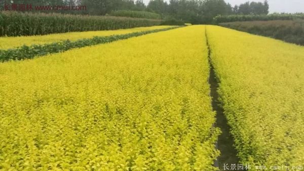 金葉女貞苗、金葉女貞球