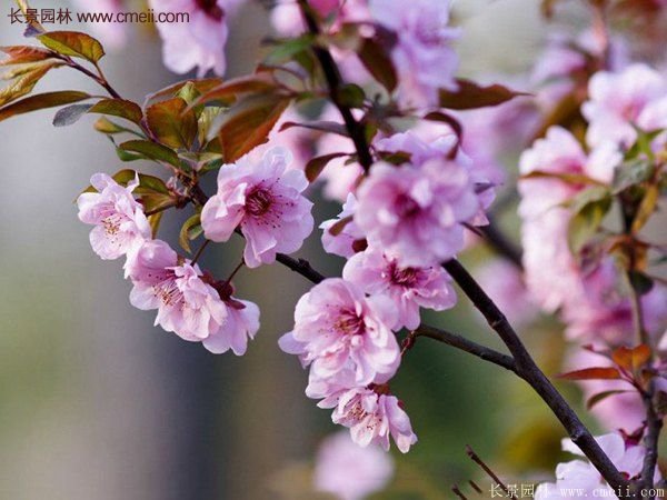 紫葉李批發(fā)基地，