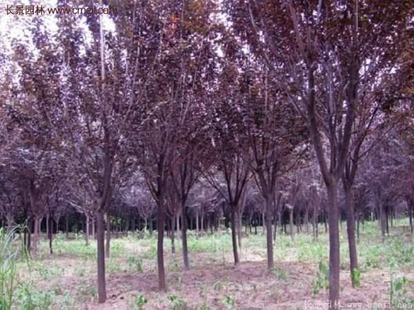 紫葉李批發(fā)基地，