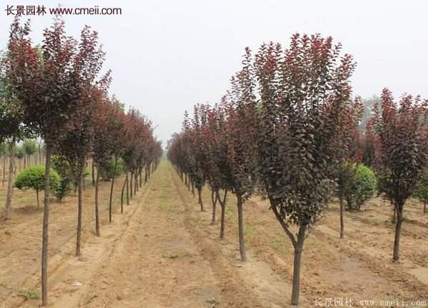 紫葉李批發(fā)基地，