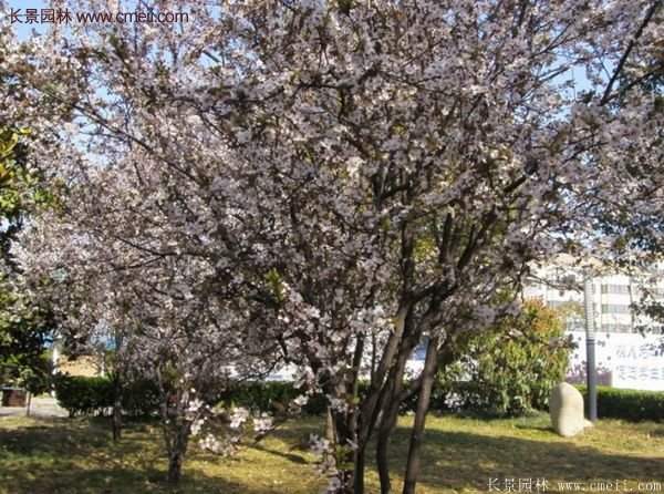 紫葉李樹(shù)苗