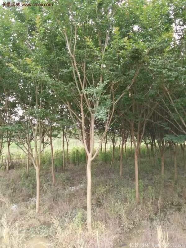 紫薇樹多少錢一棵？