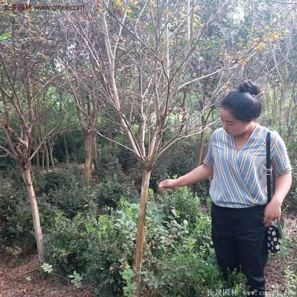 紫薇樹多少錢一棵？