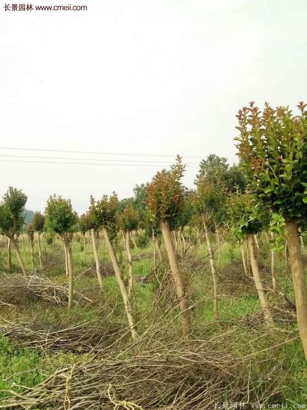 紫薇樹多少錢一棵？