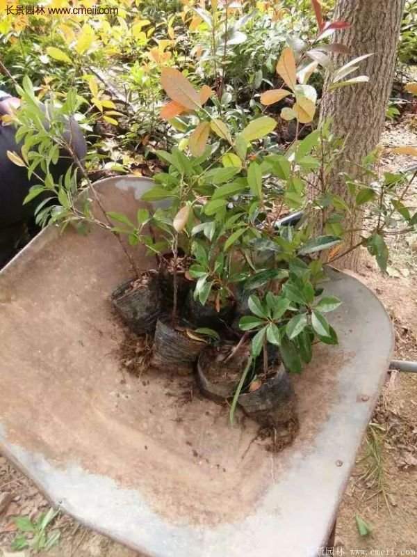 紅葉石楠小杯苗 紅葉石楠小杯苗