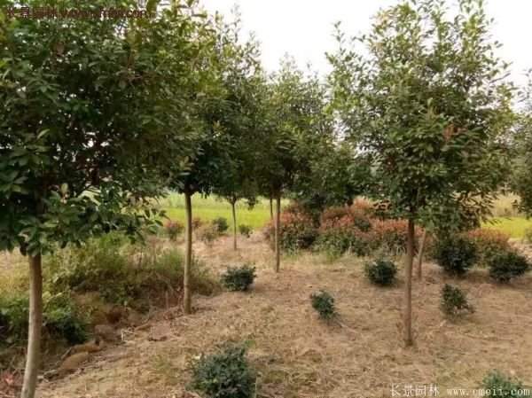 沭陽(yáng)基地的紅葉石楠球、高桿紅葉石楠 沭陽(yáng)基地的紅葉石楠球、高桿紅葉石楠