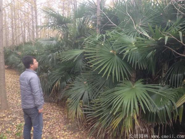 棕櫚苗木-沭陽(yáng)長(zhǎng)景園林 棕櫚苗木-沭陽(yáng)長(zhǎng)景園林