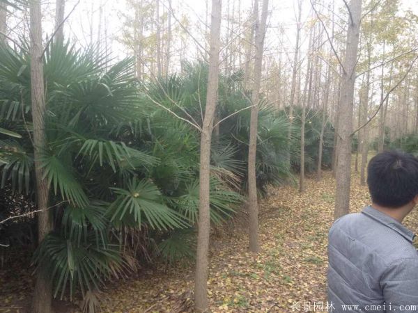 棕櫚苗木-沭陽(yáng)長(zhǎng)景園林 棕櫚苗木-沭陽(yáng)長(zhǎng)景園林