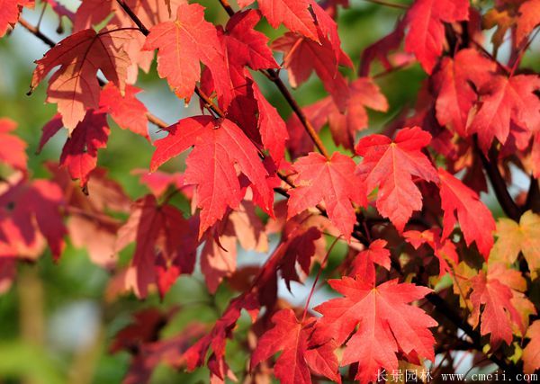 美國紅楓圖片美國紅楓基地實(shí)拍 美國紅楓圖片美國紅楓基地實(shí)拍