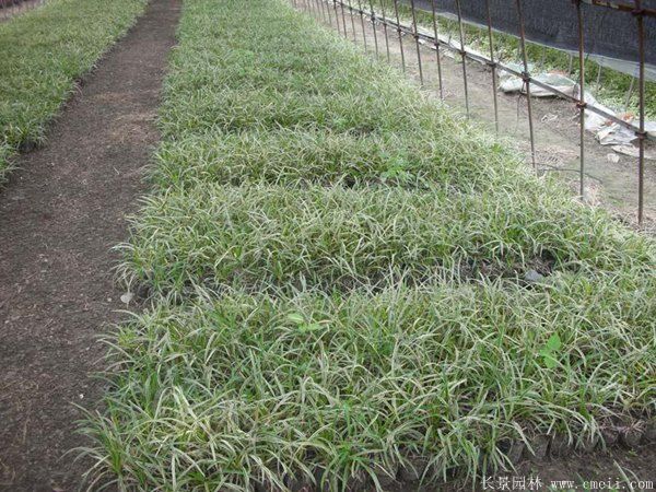 金邊麥冬圖片 金邊麥冬圖片