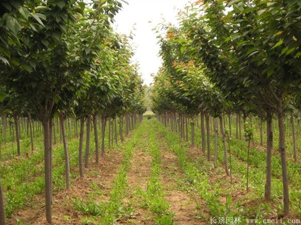 櫻花樹圖片基地實拍 櫻花樹圖片基地實拍