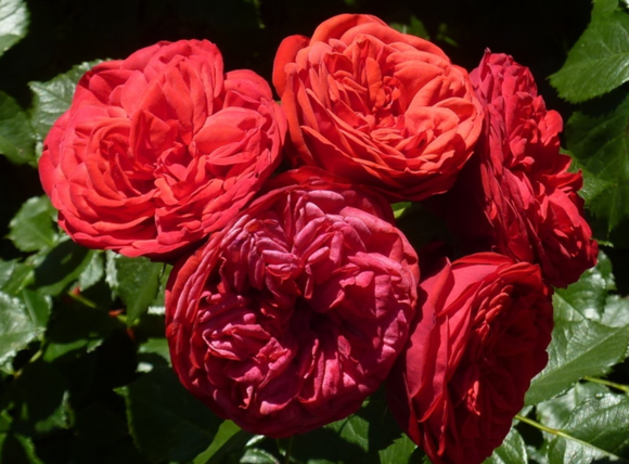 鋼琴、鋼琴系列