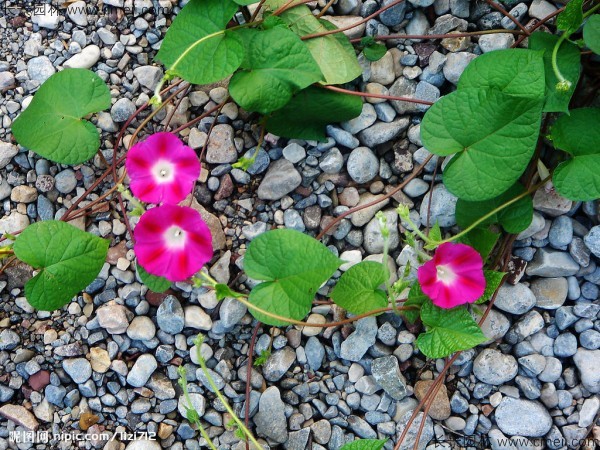 牽?；ǚN子發(fā)芽出苗開花圖片