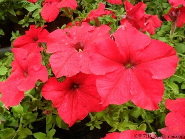 牽?；ǚN子發(fā)芽出苗開花圖片