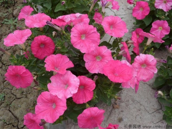 牽?；ǚN子發(fā)芽出苗開花圖片