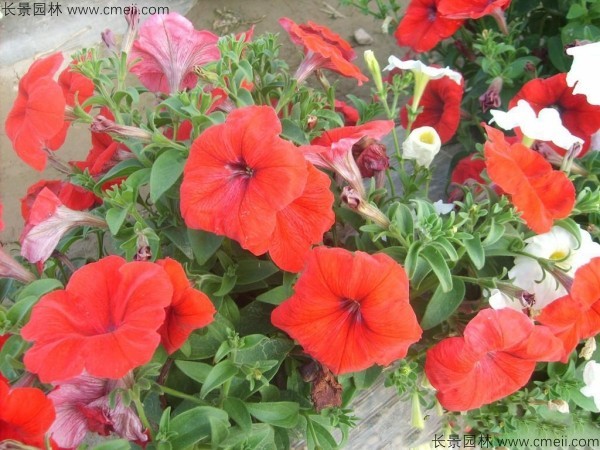 牽?；ǚN子發(fā)芽出苗開花圖片