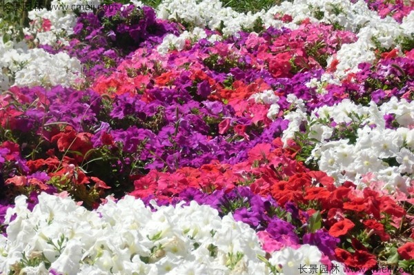 牽?；ǚN子發(fā)芽出苗開花圖片