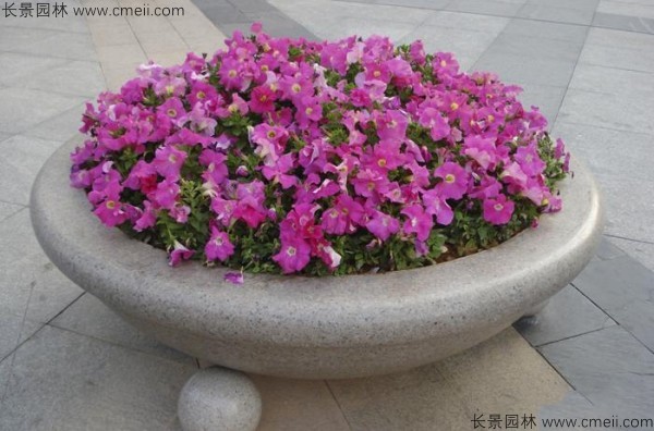 牽?；ǚN子發(fā)芽出苗開花圖片