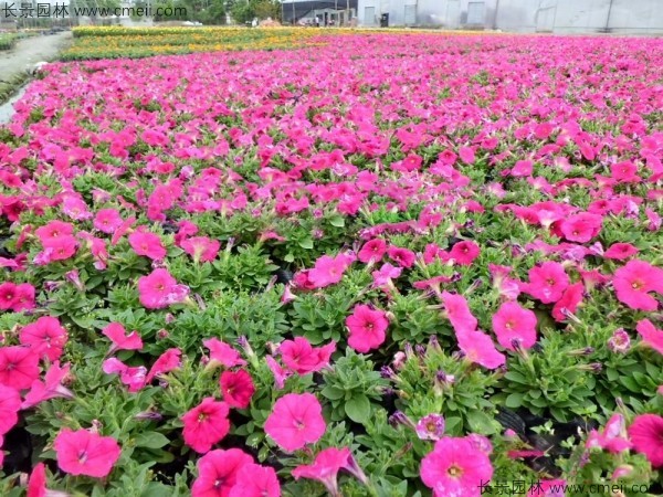 牽?；ǚN子發(fā)芽出苗開花圖片