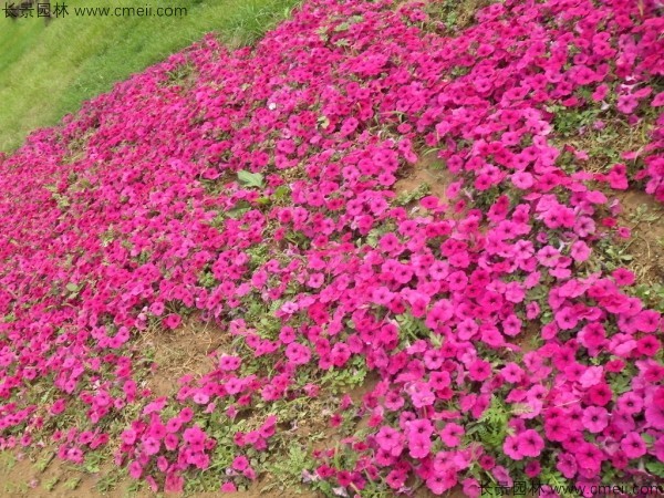 牽?；ǚN子發(fā)芽出苗開花圖片