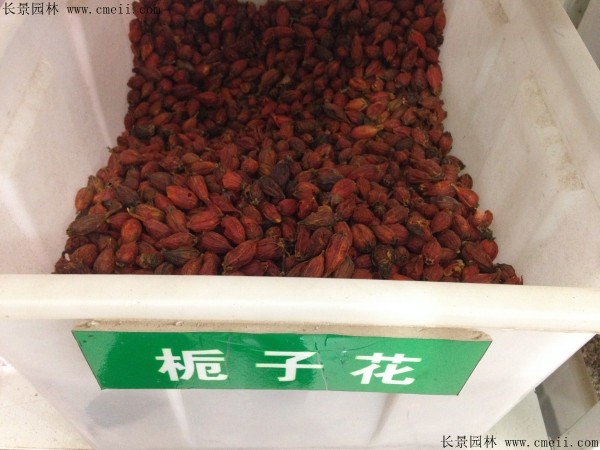 梔子花種子圖片 梔子花種子圖片