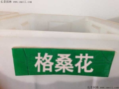 格?；ǚN子