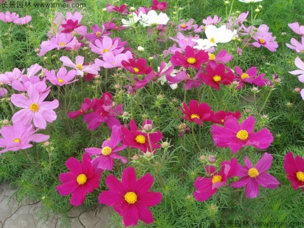 格?；ǚN子發(fā)芽出苗開花圖片