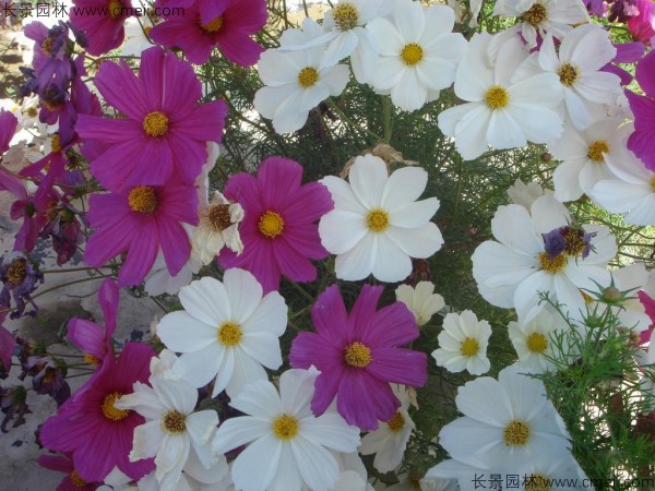 格?；ǚN子發(fā)芽出苗開花圖片
